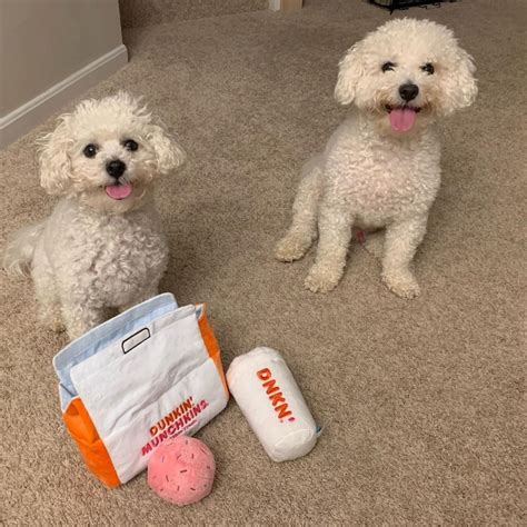 care    labradoodle
