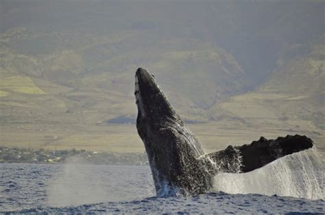 A Breaching Humpback Whale — Stock Photo © marcelozippo1 #26632733