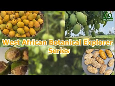 Irvingia gabonensis(African bush mango) variations - YouTube