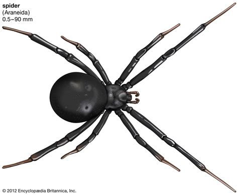 Spider Arachnid Size Range Britannica