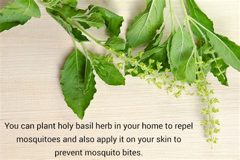 10 Natural Mosquito Repellents That Really Work EMediHealth