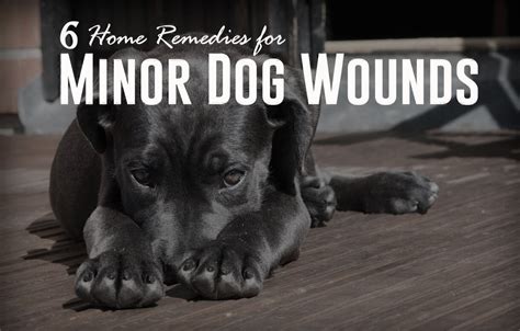 how to care for dog wounds