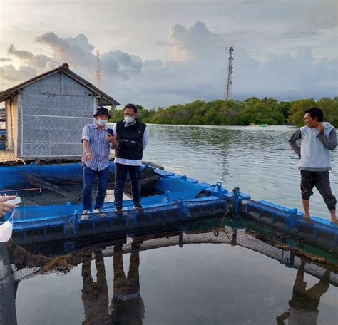 Wajib Tahu Nih Teknik Budidaya Pendederan Lobster Pasir Di Perairan