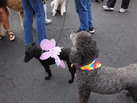 Oodles Of Poodles The Poodle Parade Carmel