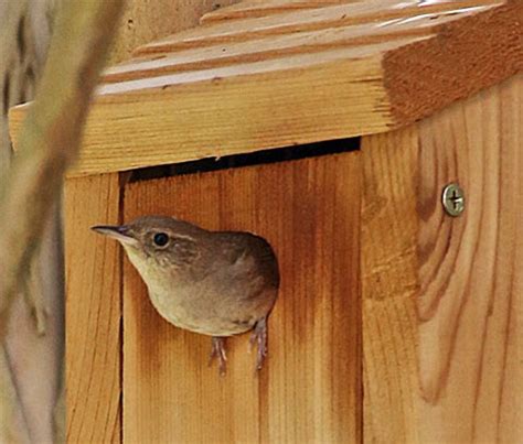 15 DIY Wren Bird House Plans You Can Build Today (With Pictures