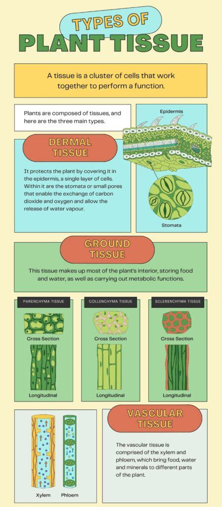 Types of Plant Tissues: Meristematic and Permanent Tissue