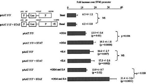 Functional activity of the luciferase reporter gene constructs both ... 