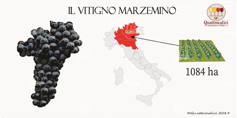 Marzemino - Quattrocalici - L'Atlante dei Vitigni