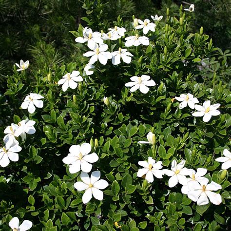 Ananta (Gardenia jasminoides) | Tooth Mountain Nursery