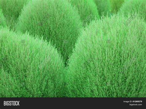 Kochia, (Kochia Image & Photo (Free Trial) | Bigstock