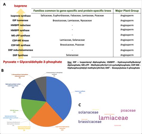 The Mep Pathway A The Major Enzymes Involved In The Conversion Of