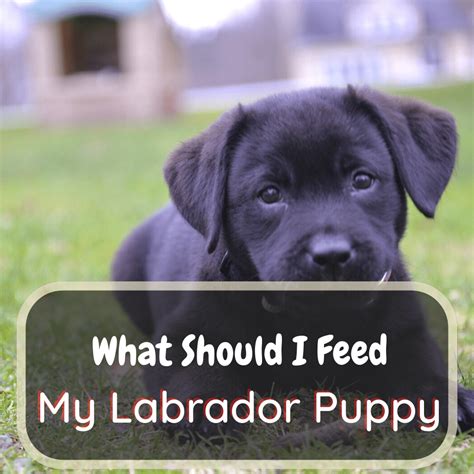 how much to feed a labrador retriever