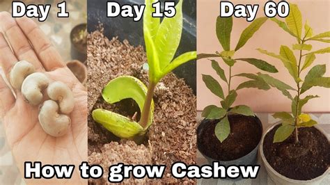 How To Grow Cashew Plant At Home How To Grow Cashew Tree From Seeds