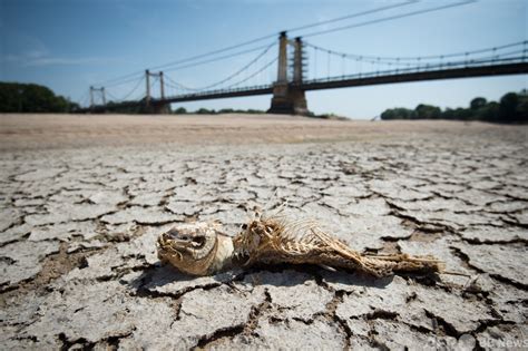 2015年以降の欧州干ばつ、「過去約2000年で最悪」 写真6枚 国際ニュース：afpbb News