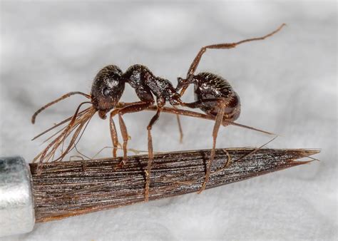 Купить Messor Structor степной муравей жнец Luxury Ants