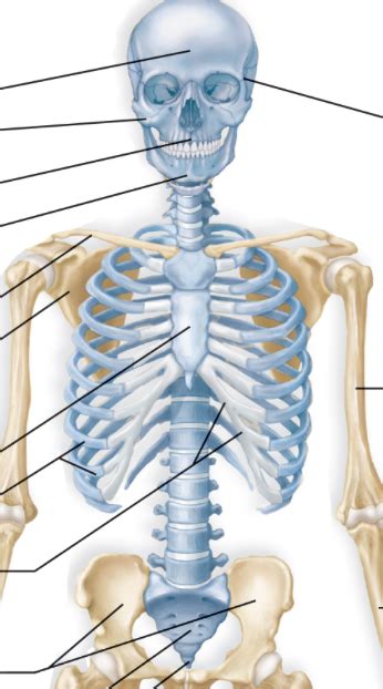 Diagram of Skeletal System Diagram | Quizlet