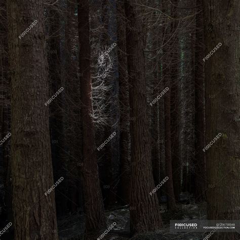 Naked Trees In Forest Park Nature Stock Photo 236730048