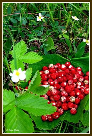 Первая земляника (Лилия Носко) / Стихи.ру