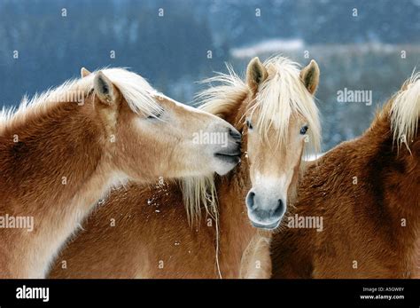 Haflinger Horse Tirol Austria Stock Photo Alamy