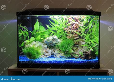 A home fish tank aquarium stock image. Image of hobbies - 279058213