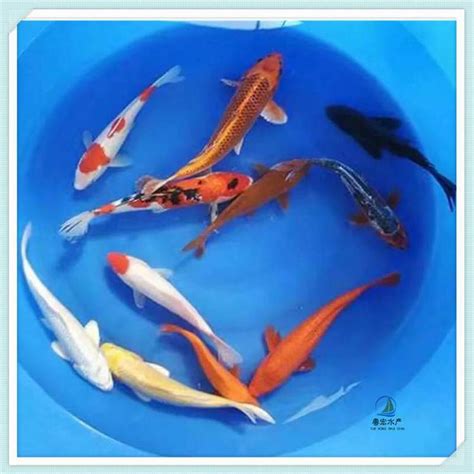 观赏锦鲤鱼苗 红白锦鲤鱼苗 三色锦鲤鱼苗 红锦鲤苗幼苗