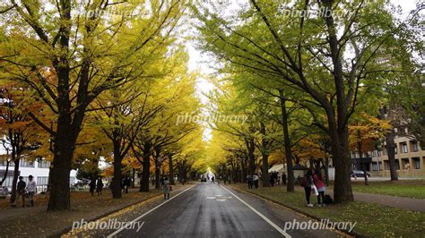 北海道大学 構内のイチョウ並木 紅葉 写真素材 4852358 フォトライブラリー Photolibrary