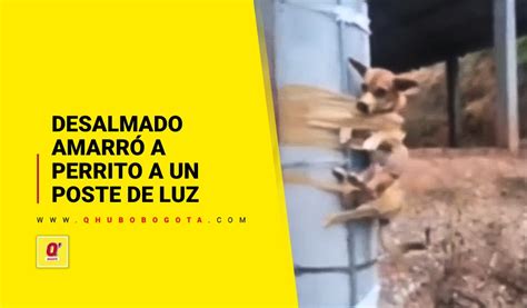 Desalmado amarró a perrito a un poste de luz TDI Colombia