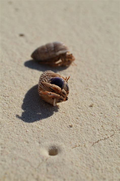 Hermit crabs on the beach (Rose Island, Bahamas) | Crabs on the beach