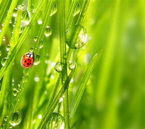 1920x1080px 1080p Free Download Morning Dew Drops Grass Green