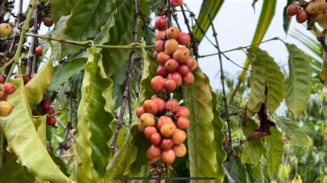 Hainan Expo: World gets a taste of Hainan coffee thanks to science ...