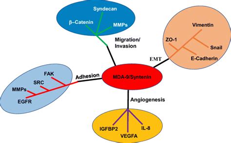 Role Of Mda Syntenin In Different Steps Of Metastasis Mda Syntenin