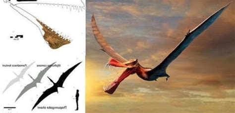 Terrifying Pterosaur With A 23ft Wingspan Had A Spear Like Mouth