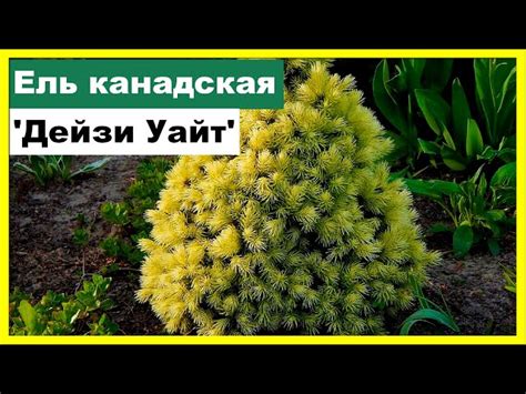 Канадская ель «Дейзи уайт»: описание сорта, посадка и уход, применение ...