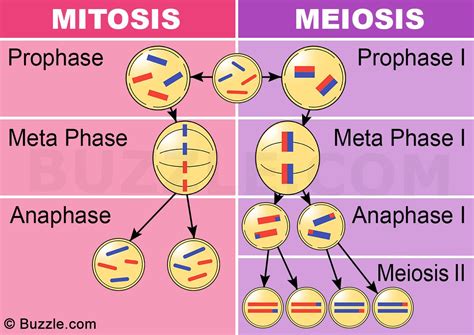 Mitosis Vs Meiosis Chart Biology