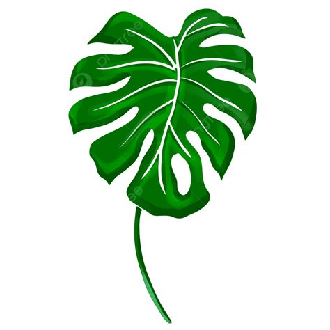 100 Monstera Leaf Wallpapers