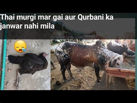 Thai Murgi Mar Gai Aur L Qurbani Ka Janawr Nahi Mila L