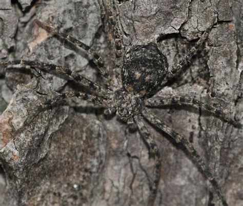 Spider With Very Good Camouflage Philodromus Bugguidenet