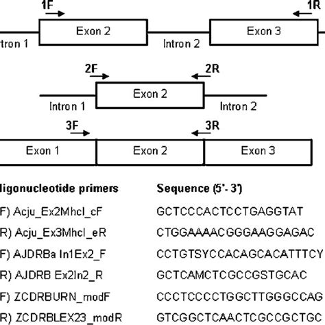 Position And Sequences Of PCR Primers To Amplify The Indicated