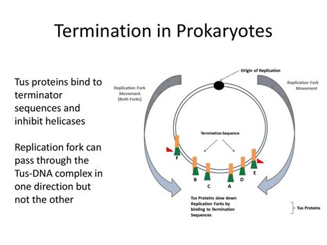 Dna Replication And Repair Ppt Download