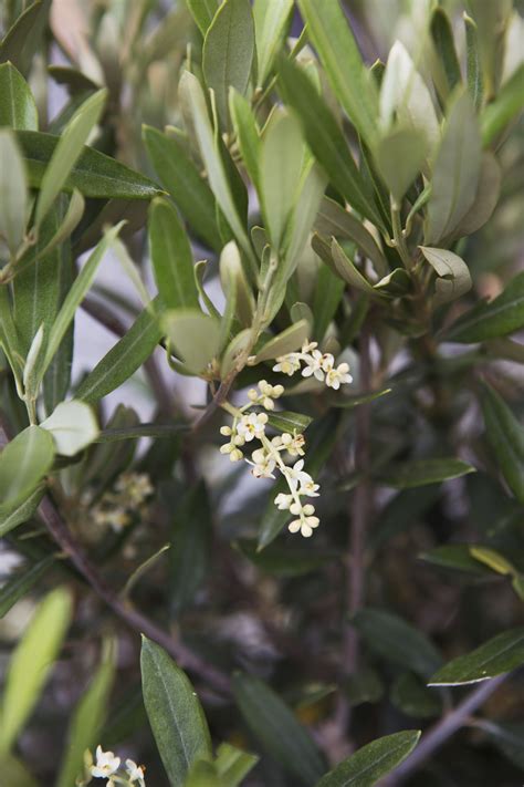 Best trees to grow in pots: top choices to add height to your garden