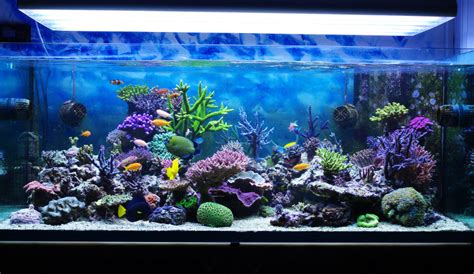 myths  keeping  aquarium  home