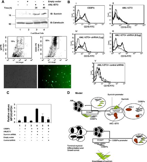 Knockdown of survivin expression overcomes AML1/ETO–induced ...