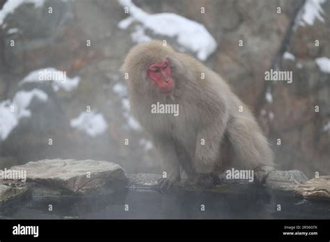 Snow Monkey Taking The Hot Spring In Nagano Japan Stock Photo Alamy