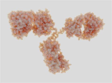 Sars Coronavirus Nucleoprotein The Native Antigen Company