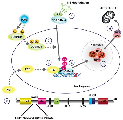 Biomedicines Free Full Text The Nf κb Nucleolar Stress Response Pathway