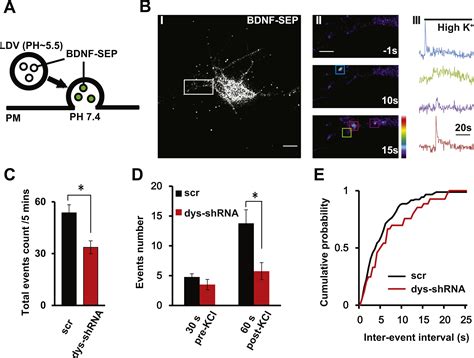 Regulation Of Brain Derived Neurotrophic Factor Exocytosis And Gamma