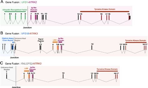 Schematic Representation Of The Ntrk Gene Fusions Found In Patients