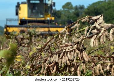 Soybean Crop Harvesting By Combine Harvester Stock Photo 2119232723 ...