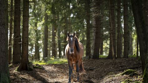 Foto Zum Film Ponyherz Bild Auf Filmstarts De