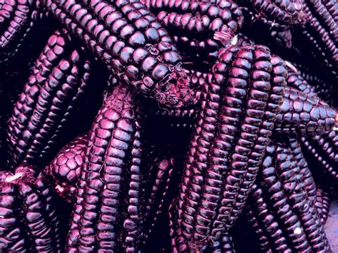 El Maíz Morado es la variedad morada del Zea mays L Es una planta